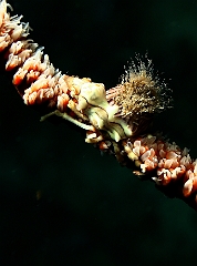 Raja Ampat 2016 - Xenocarcinus tuberculatus - Wire coral crab - Araignee tuberculee - IMG_5009_rc